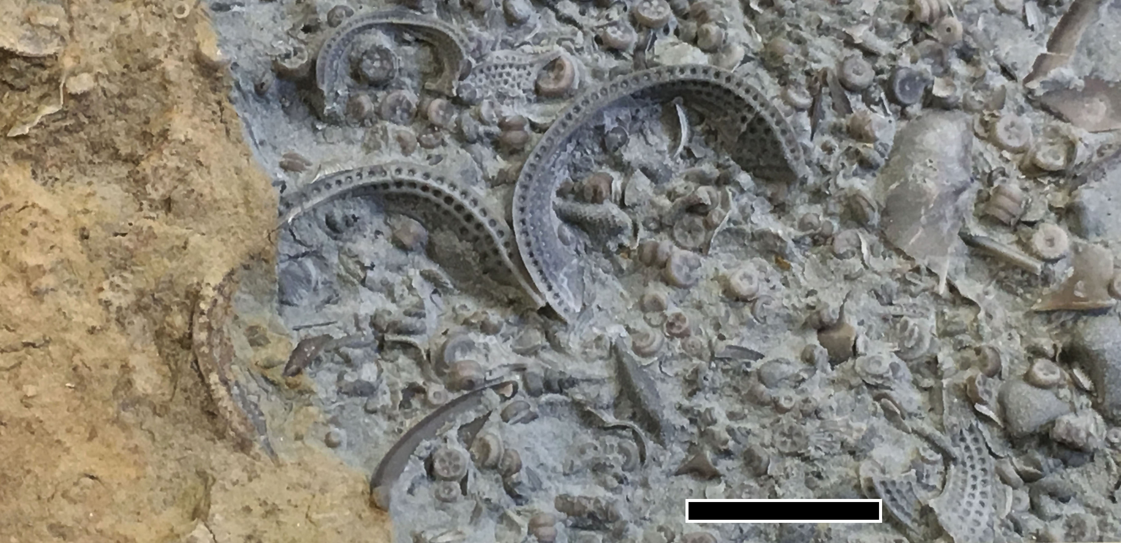 Cryptolithus